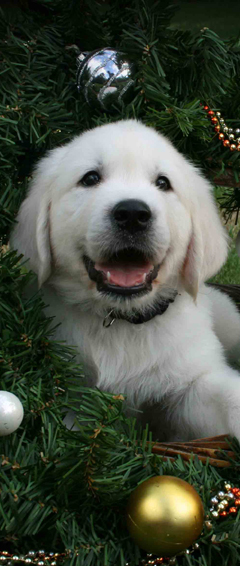 English Cream Golden Retriever Atlanta