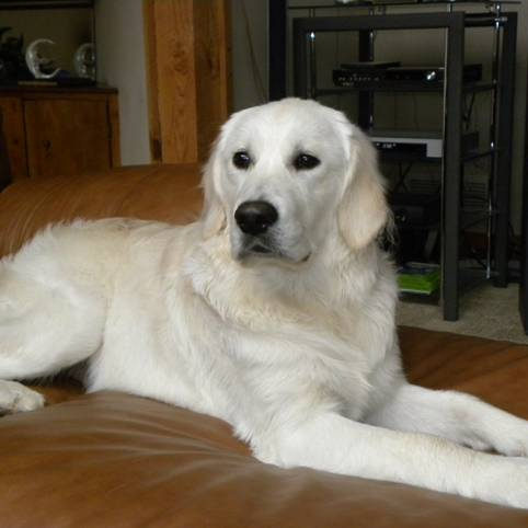 English Cream Golden Retriever Atlanta