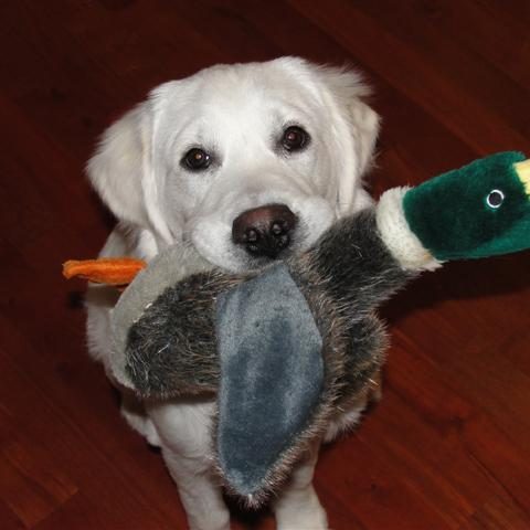 English Cream Golden Retriever Atlanta