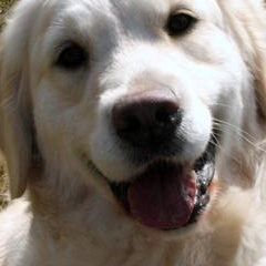 English Cream Golden Retriever Atlanta