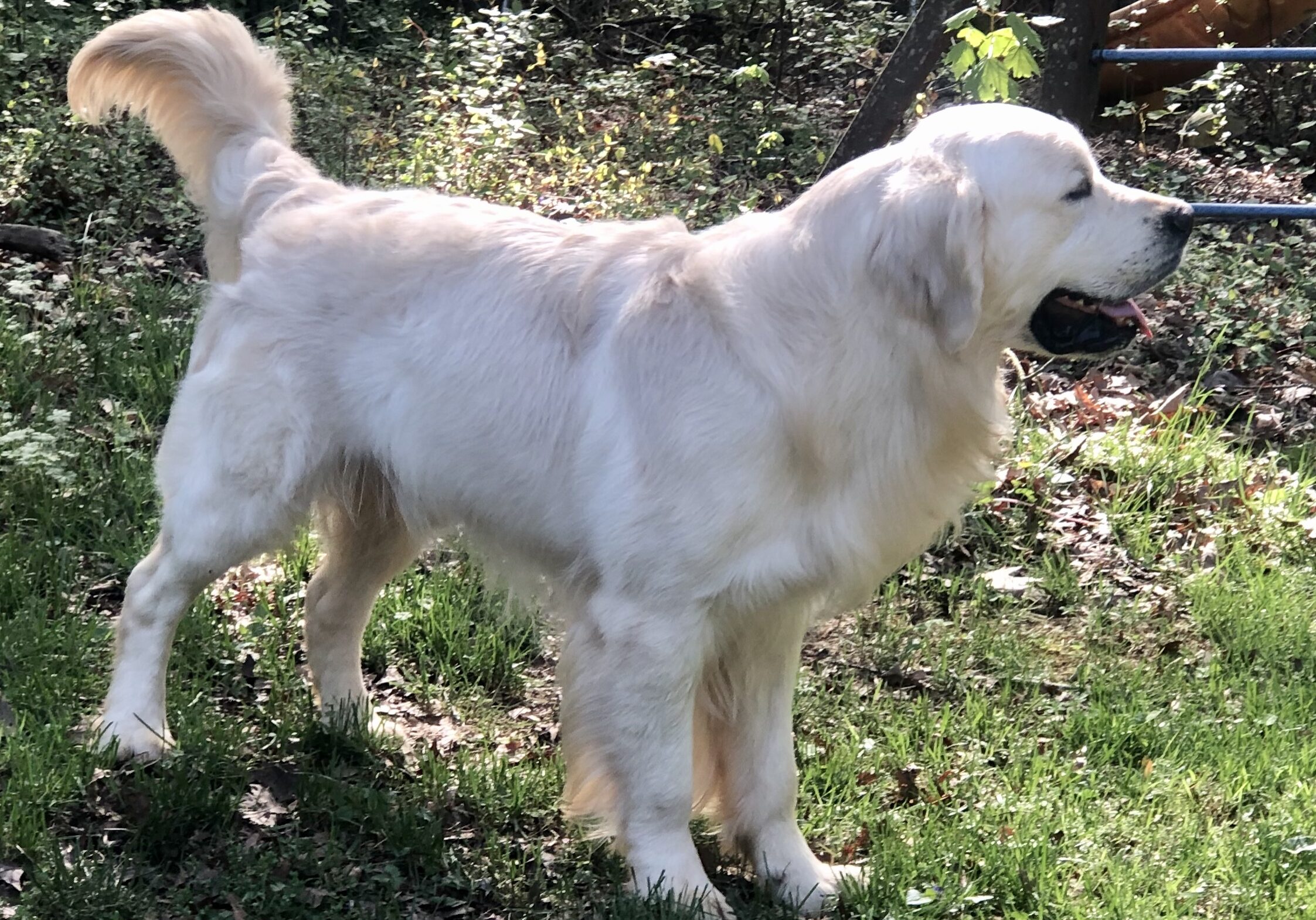 English Cream Golden Retriever Atlanta