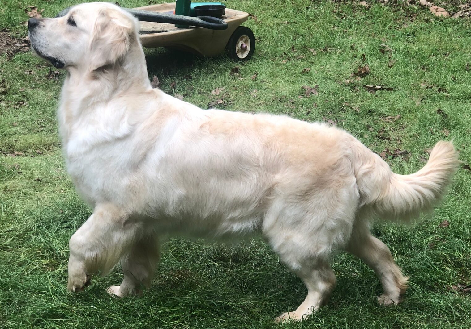 English Cream Golden Retriever Atlanta