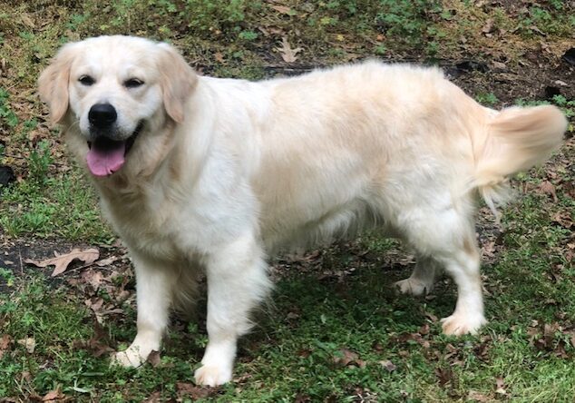 English Cream Golden Retriever Atlanta