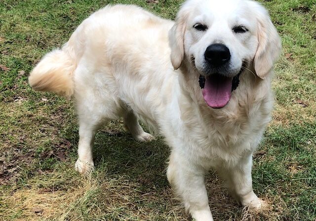 English Cream Golden Retriever Atlanta